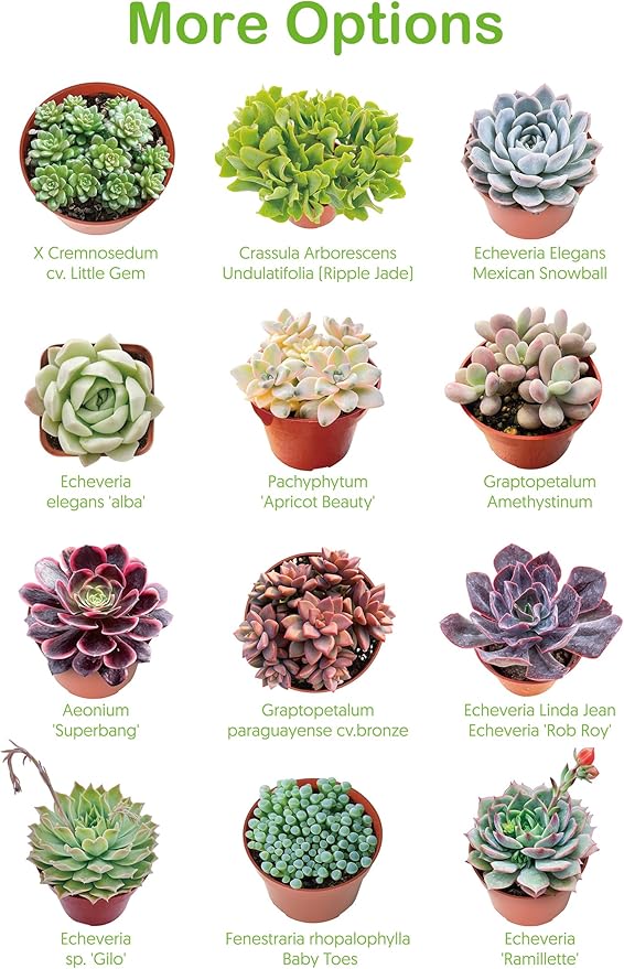 Live Succulents 'Baby Toes' (4-inch), Succulent Plants Fully Rooted in Pots with Soil, Easy-Care House Plant for DIY, Home Office Decor, Wedding Party Favor