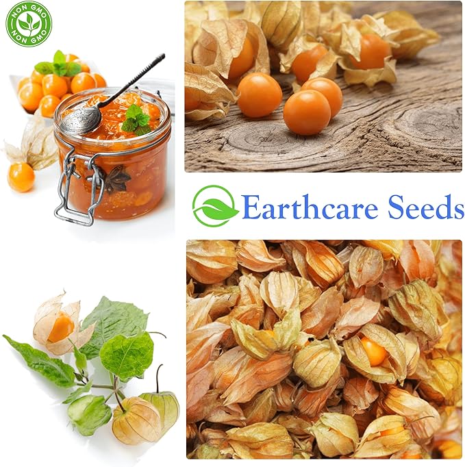 Ground Cherry Aunt Molly's 50 Seeds (Physalis pruinosa) Heirloom - Open Pollinated