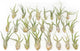 Tillandsia Caput Medusae Air Plants - Live Succulent House Plants - Available in Wholesale and Bulk - Home and Garden Decor - Easy Care Indoor/Outdoor Air Plant (Pack of 50)