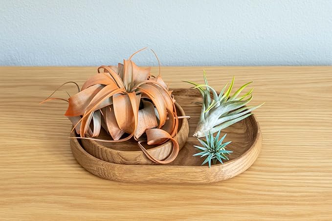 Purple Colorful Tillandsia Air Plants - Long Lasting Color Enhanced Live Tillandsia Succulent House Plants - Home and Garden Decor - Easy Care Indoor and Outdoor (Harrisii, Pack of 3)