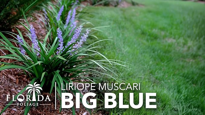 Liriope Big Blue | 3 Live Plants | Liriope muscari | Lavender Blue Flowers | Evergreen Ground Cover for Shade | Landscape Borders for Walkways and Beds