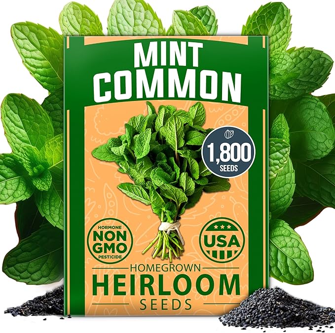 HOME GROWN Non GMO Common Mint Seeds (Bulk Pack) 1,800 Heirloom Herb Seeds, USA Sourced | Ideal for Planting Outdoors or Indoors for a Fresh Mint Tea Garden (Mentha spp)