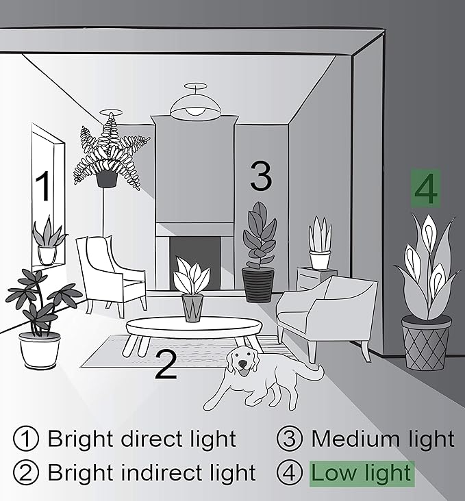 Thorsen's Greenhouse Live Peace Lily Plant, Spathyphylum, Low Light, Natural Air Purifier Live Indoor Plant, 4" Diameter Pot (Growers Pot, 4-inch Pot)