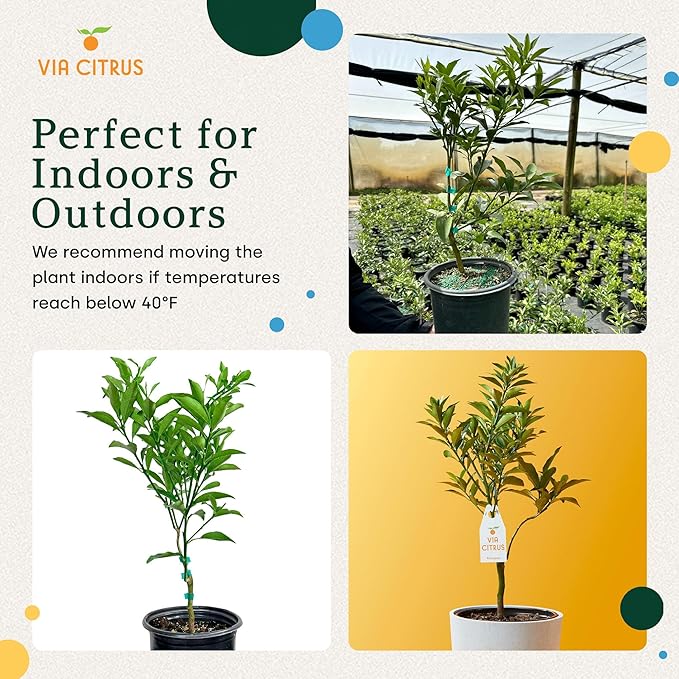 Grafted Kumquat Live Tree Plants Outdoor Plant 13"- 22" Tall Sweet Kumquat Fruiting Tree Cannot Ship: CA, AZ, TX, LA, Dwarf Fruit Trees, Indoor Fruit Trees Live Plants, Kumquats Plant by Via Citrus