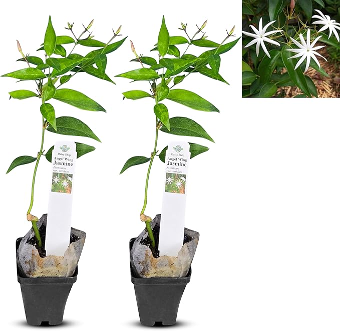 Live Angel Wing Jasmine (Jasminum Nitidum) Plants - Fragrant, White Blooming Evergreen Shrub for Any Garden (2 jas Angel Cups)