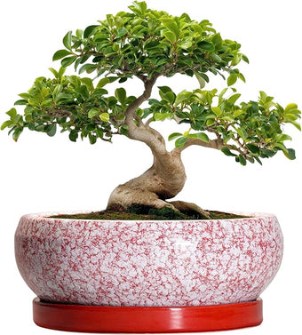 EPFamily Bonsai Tree Pots 13 Inch - Ceramic Bonsai Pots with Drainage Hole and Tray, Large Succulent Planters Indoor, Round Bowl Planter Outdoor, Shallow Planter, Garden Decor, Plant Lover Gifts, Red