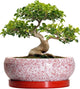 EPFamily Bonsai Tree Pots 13 Inch - Ceramic Bonsai Pots with Drainage Hole and Tray, Large Succulent Planters Indoor, Round Bowl Planter Outdoor, Shallow Planter, Garden Decor, Plant Lover Gifts, Red