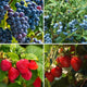 1000+pcs Mixed Berry Seeds Kit for Planting (Grapes, Strawberries, Blueberries, Raspberries Seed Pack), Non-GMO Perennial Fruits Seeds, Home Garden Plants for Outdoors