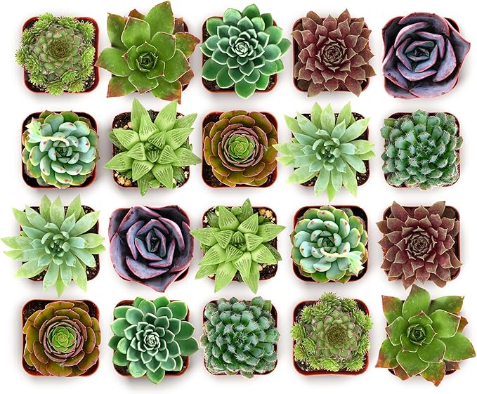 Shop Succulents Echeveria & Rosette Live Succulent Variety Pack – Fully Rooted 2" Potted Plants for Gifts, Favors, DIY Projects, Terrariums, Home Décor, and Garden Arrangements, 64 Pack