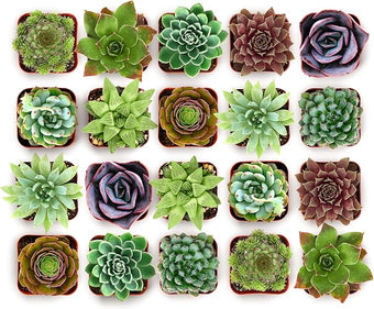 Shop Succulents Echeveria & Rosette Live Succulent Variety Pack – Fully Rooted 2" Potted Plants for Gifts, Favors, DIY Projects, Terrariums, Home Décor, and Garden Arrangements, 64 Pack
