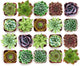 Shop Succulents Echeveria & Rosette Live Succulent Variety Pack – Fully Rooted 2" Potted Plants for Gifts, Favors, DIY Projects, Terrariums, Home Décor, and Garden Arrangements, 256 Pack