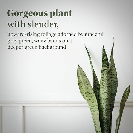 American Plant Exchange Snake Plant – Large 10-Inch Pot Green Sansevieria Zeylancia, Low-Maintenance, Air-Purifying Live Houseplant for Home, Office, or Outdoor Patio Garden Décor