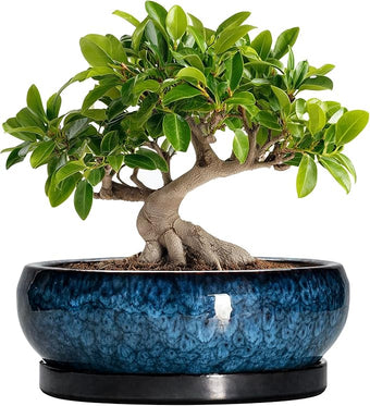 EPFamily Bonsai Tree Pots 10 Inch - Ceramic Succulent Pot with Drainage Hole and Saucer, Bonsai Pots for Indoor Outdoor, Round Succulent Planter, Shallow Planter, Desk Decor, Plant Lover Gifts, Blue