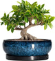 EPFamily Bonsai Tree Pots 10 Inch - Ceramic Succulent Pot with Drainage Hole and Saucer, Bonsai Pots for Indoor Outdoor, Round Succulent Planter, Shallow Planter, Desk Decor, Plant Lover Gifts, Blue