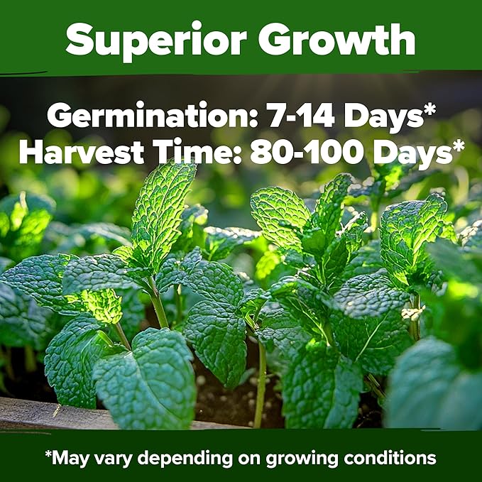 HOME GROWN Non GMO Peppermint Seeds Pack 2,370 Heirloom Mint Seeds for Planting. Grow Peppermint Plants in Your Herb Garden Indoors or Outdoors (Mentha x piperita)