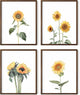 HAUS AND HUES Sunflower Wall Decor - Set of 4 Framed Flower Posters, Yellow Floral Art Prints, Collage Wall Art for Bedroom, Botanical Paintings and Room Decor (Framed Walnut, 8x10)
