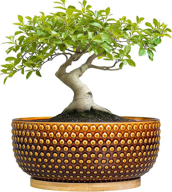 EPFamily Bonsai Pots - 8 Inch Succulent Bowl for Indoor Plant, Shallow Round Ceramic Planters with Drainage Hole and Saucer, Boho Home Room Office Apartment Decor, Plant Lovers Gifts, Brown