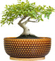 EPFamily Bonsai Pots - 8 Inch Succulent Bowl for Indoor Plant, Shallow Round Ceramic Planters with Drainage Hole and Saucer, Boho Home Room Office Apartment Decor, Plant Lovers Gifts, Brown