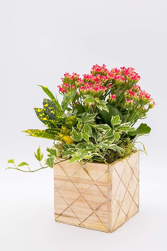 Wood Planter Box with Diamond Cross Hatch Style, 5 Inch Square, Rose Wood, Plastic Liner, Wedding Flowers Holder, Home and Venue Decor (5x5 Diamond Cross Hatch Set of 4, Rose Wood)