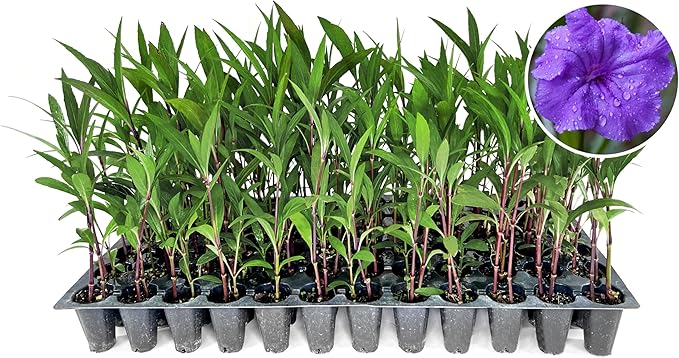 Mexican Petunia Purple | 30 Live Plants | Ruellia Brittoniana | Purple Flowering Landscape Pollinator | Heat Tolerant Groundcover | Outdoor Perennial for Gardens Borders Walkways Containers