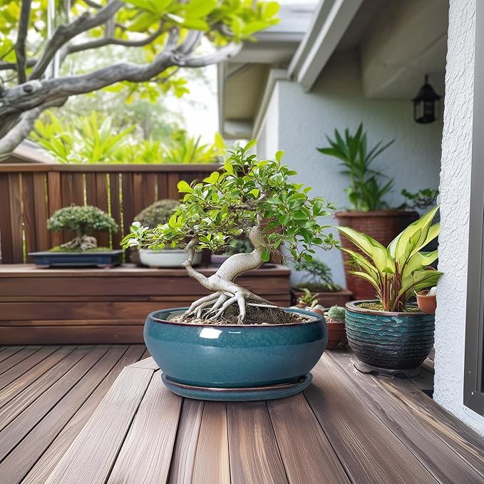 SQOWL Bonsai Tree Pots - 12 Inch Ceramic Succulent Pots, Large Shallow Planter with Drainage Hole and Saucer, Bowl Round Planters for Indoor Outdoor Plants, House Decor, House Warming Gifts, Blue