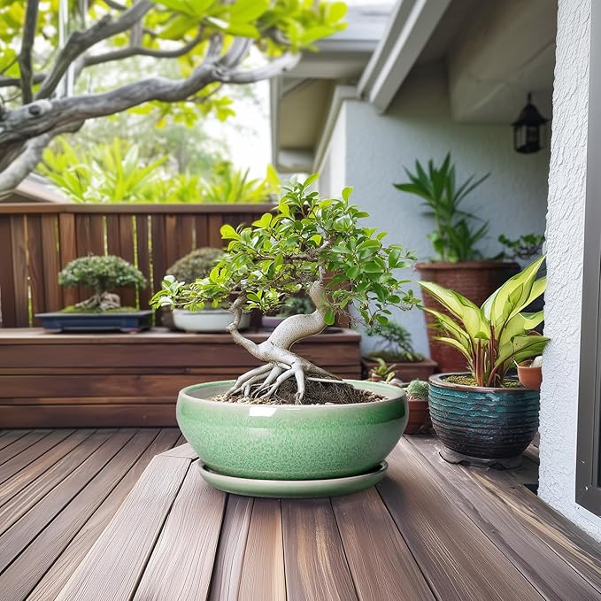 SQOWL Succulent Planter 12 Inch - Ceramic Bonsai Pots with Drainage Hole and Saucer, Large Shallow Planter, Bowl Round Planter for Indoor Outdoor Plants Flower, Room Decor, Birthday Gifts, Green