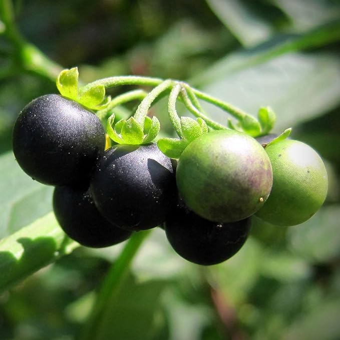 KVITER 50 Black Nightshade Hierba Mora Seeds (Solanum Nigrum) - Nightshade Seed, Heirloom Seed Non GMO Organic - Ideal for Herb Garden, Borders or Edges