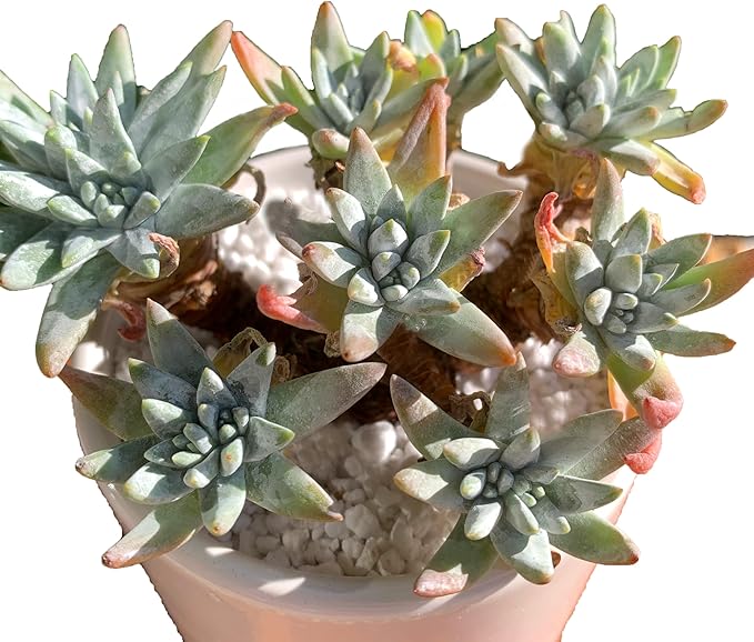 Dudleya Gnoma S.W.McCabe Rare Live Succulent Plants, Over 5 Heads Pot Size 3.4 inches Pink Live Plant, Excludes Pot Soil, Garden Indoor Office Desk, Party Baby Shower Decor, Gift for Plant Enthusiasts