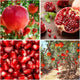 30+ Pomegranate Seeds Perennial Fruit Tree - Pomegranate Fruit Seeds for Planting Non-GMO