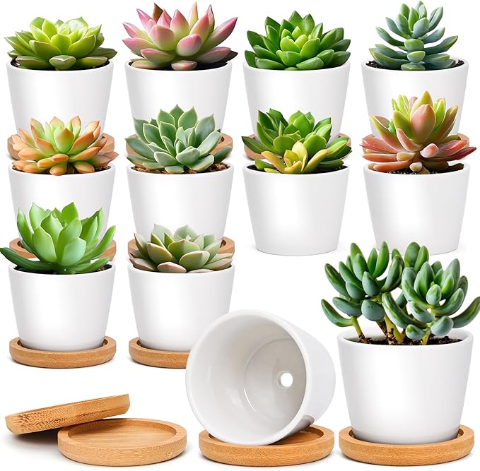 T4U 2.5 Inch Mini White Succulent Planter Pots with Bamboo Tray Round Set of 12, Tiny Ceramic Succulent Air Plant Flower Pots Cactus Faux Plants Containers, Gifts for Plant Lover, Home Office Decor