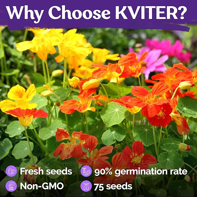 KVITER 75 Mix Jewel Nasturtium Seeds for Planting Outdoors (Tropaeolum Nanum) — Heirloom & Organic Seed Packet — Edible Flower Seeds to Plant Outside & Inside in Garden, Containers, Hanging Baskets