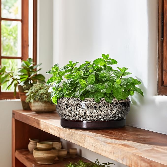 EPFamily Succulent Pots 10 Inch - Ceramic Bonsai Pots with Drainage Hole and Tray, Large Succulent Planters, Shallow Planter Indoor, Round Planter Bowl, Window Decor, Gifts for Plant Lovers, White