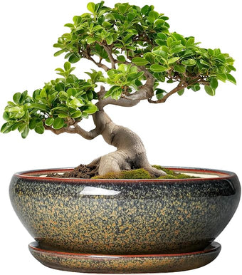 SQOWL Bonsai Planter - 10 Inch Ceramic Succulent Pots, Shallow Plant Pot Indoor with Drainage Hole and Saucer, Ceramic Bonsai Pots, Round Planter Bowl Outdoor, House Decor, Plant Lover Gifts, Brown