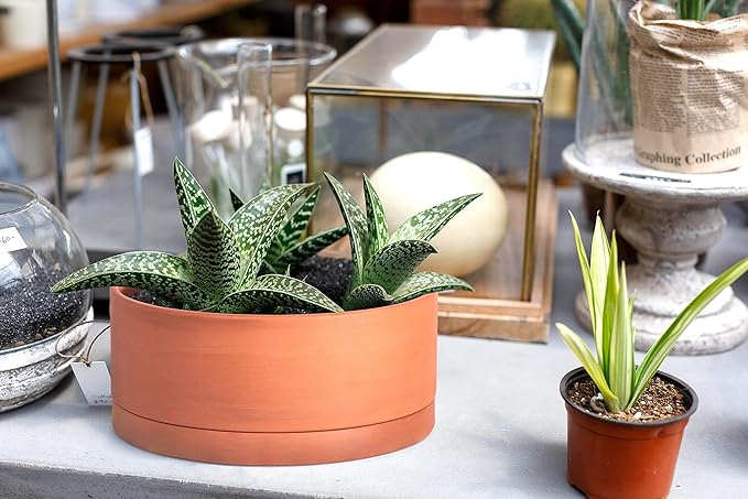 D'vine Dev 8 Inch Succulent Terracotta Shallow Pot with Drainage Hole and Saucer, Round Cylinder Planter Pot for Plant Flower, 40-Y-A-0