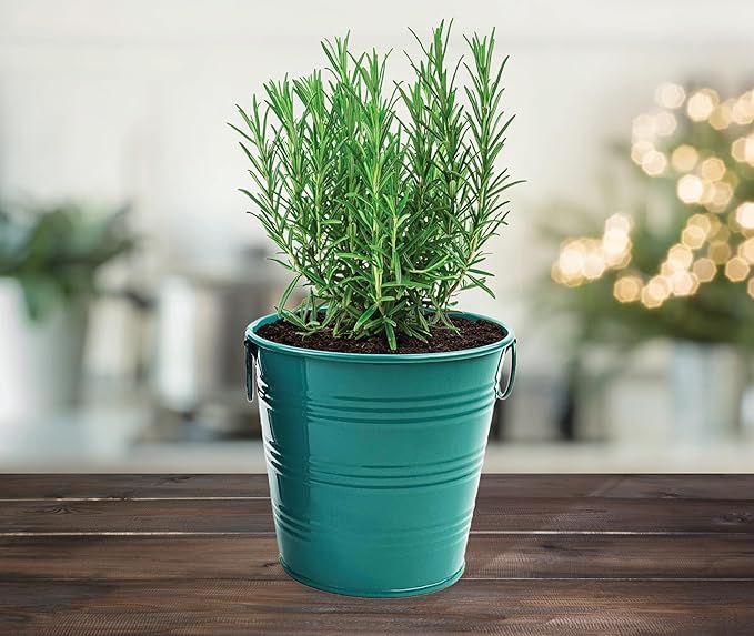 BUZZY Seeds Holiday Rosemary Grow Kit – Indoor Herb Garden Starter Pail with Non-GMO Seeds, Growing Medium, and Easy Instructions – DIY Christmas Gardening Gift, Stocking Stuffer