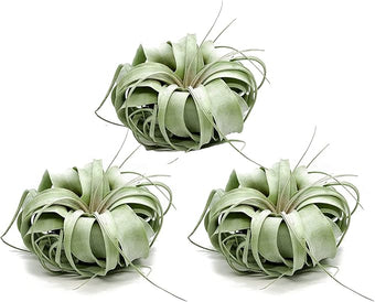 ragnaroc Live Air Plant - Tillandsia Xerographica, Jumbo 6-9” - 3 ct - Ideal for Gifts & Presents, Live Indoor Plants & Live House-Plants – Live Plants for Home décor