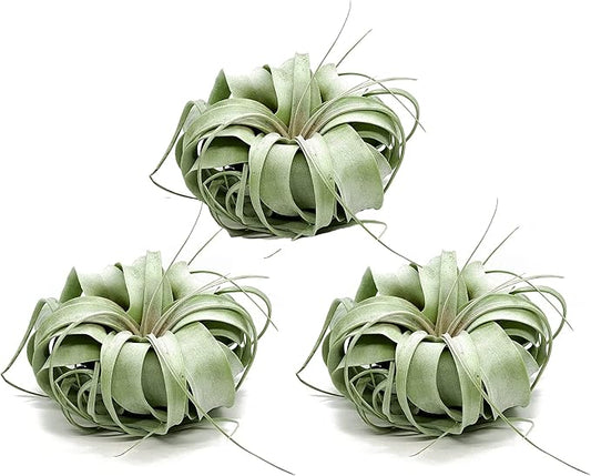 ragnaroc Live Air Plant - Tillandsia Xerographica, Jumbo 6-9” - 3 ct - Ideal for Gifts & Presents, Live Indoor Plants & Live House-Plants – Live Plants for Home décor