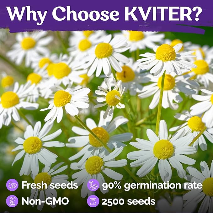 KVITER 2,500 German Chamomile Seeds for Planting (Matricaria Chamomilla/Recutita) – Heirloom & Non-Gmo Medicinal Herb Seeds, Flowers for Remedies & Chamomile Tea Organic – Indoors/Outdoors Herb Garden