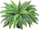 FineCheer Fake Ferns Potted Plant Faux Boston Bush in Pot Artificial Greenery Fern Plant for Spring Summer Patio Garden Farmhouse Windowsill Entrance Porch Office Living Room Decor(34 Leaves)