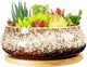 ARTKETTY Succulent Pots - 8 Inch Plant Pot, Large Bonsai Pots with Drainage Tray, Ceramic Planters for Indoor Outdoor Plants, Round Shallow Cactus Flower Plant Container Bowl Decorative Home Garden