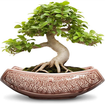 Teagas Large Bonsai Pots - 18 Inch Ceramic Succulent Pots with Drainage Hole, Bonsai Planter for Indoor Outdoor Plants, Ceramic Flower Pot, Decorative Plant Pot, Home Decor, Birthday Gifts, Red-Brown