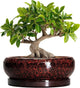 EPFamily Bonsai Tree Pots - 10 Inch Ceramic Succulent Planters for Indoor Outdoor, Bonsai Pots with Drainage Hole and Saucer, Shallow Round Planter, Planter Bowl, Patio Decor, Gifts for Women, Red