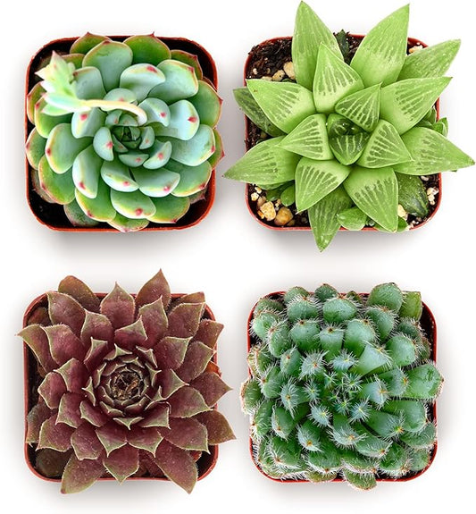 Shop Succulents Echeveria & Rosette Live Succulent Variety Pack – Fully Rooted 2" Potted Plants for Gifts, Favors, DIY Projects, Terrariums, Home Décor, and Garden Arrangements, 4 Pack