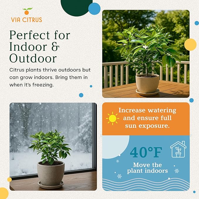 Red Lime Live Fruit Trees 13"- 22" Tall Easy Indoor Plants Live Houseplants, No Shipping to CA, AZ,TX,LA - Outdoor Fruit Plants, Easy House Plant, Houseplant for Patio & Outdoor Planting by Via Citrus
