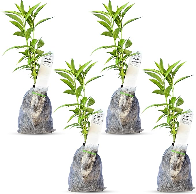 Night Blooming Jasmine Live Plant - Cestrum Nocturnum. Fragrant Flowering Shrub for Garden, Patio or Window (4 ngt.jas sacs)