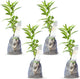Night Blooming Jasmine Live Plant - Cestrum Nocturnum. Fragrant Flowering Shrub for Garden, Patio or Window (4 ngt.jas sacs)