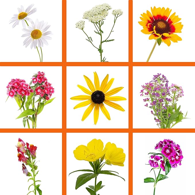 Wildflower Seeds - Drought-Tolerant Mix, 2 oz (80,000+ Seeds) – 20 Non-GMO Varieties – Dryland Wildflower Blend for Pollinators and Low-Water Gardens