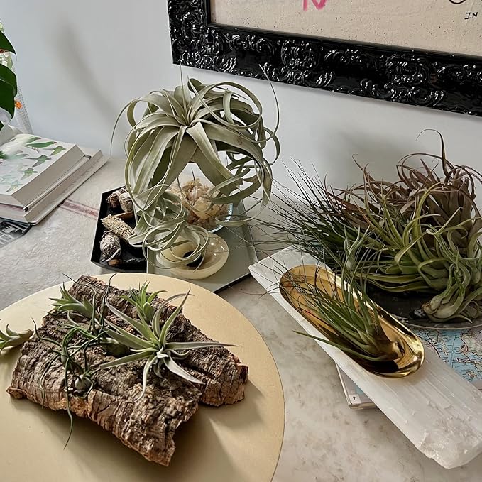 ragnaroc Air Plants - Loki Gift Box - 9ct - Live Arrival Guaranteed - House Plants for Home Decor & Gift