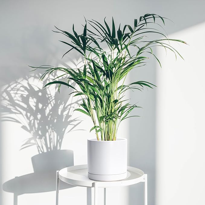 D'vine Dev 8.2 Inch & 10 Inch Ceramic Planter Pot for Plants with Drainage Hole and Saucer, Large Plant Pots Set, White, 94-G-L-1