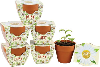 BUZZY Seeds Daisy Daydream Collection Mini Terracotta Grow Pots 6-Pack, All-in-One Starter Kit with Seed Packs and Growing Medium, Wedding Favors, Gardening Gifts, Garden Parties